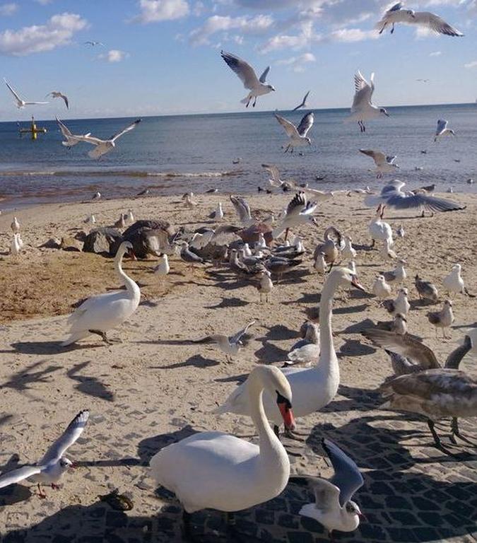 Kolibki Apartment - Hav Aparts Gdynia Esterno foto